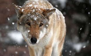 Un loup (illustration)