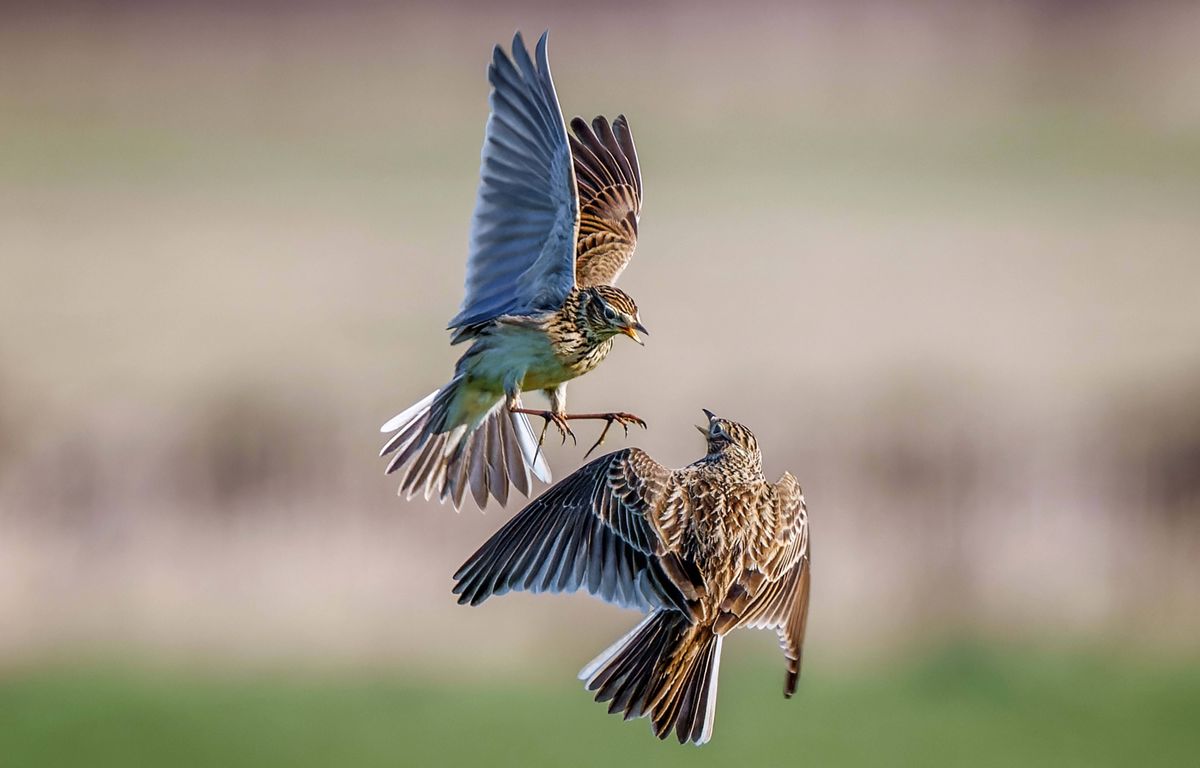 Chasse : Au diable la tradition, le piégeage des alouettes par cages ou filets interdit