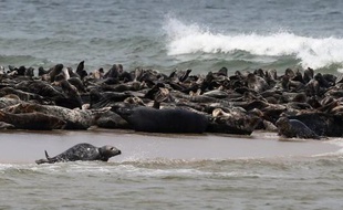 Des phoques rassemblés le 12 août 2012 sur une plage du Massachussetts