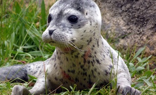Le bébé phoque baptisé Conchita, né le 11 mai 2014 au zoo de Bruges en Belgique.
