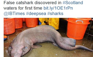 Un faux requin chat a été trouvé au large de l'Ecosse.