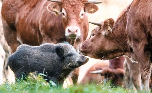 Le sanglier Banana et son troupeau de vaches en 2015 au nord d'Hambourg.