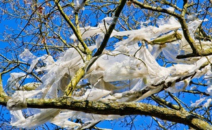 Pollution par des sacs plastiques dans les branches d un arbre France 08 Avril 2015