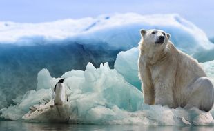 Pas la meilleure période pour être un ours polaire