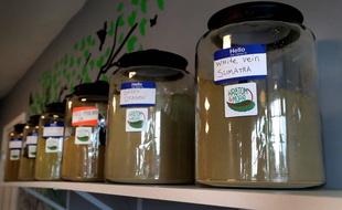 Il est désormais interdit d'acheter du kratom en France.