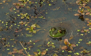 Les grenouilles de la mare feraient trop de bruit pour leurs voisins.