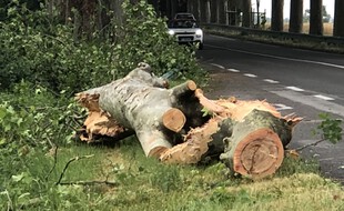De nombreux arbres étaient à terre vendredi entre Villefranche-de-Lauragais et Villenouvelle suite aux orages.