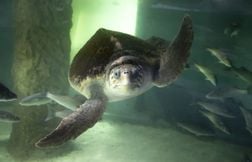 Une tortue pond ses œufs sur la plage, le festival de musique déménage