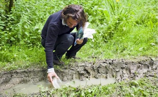 Les moustiques visés peuvent atteindre 2 cm d'envergure, selon les riverains