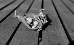 "— Mais vous ne connaissez rien à la vie jeune homme, si vous n’avez jamais écossé de petits pois ! s’écria Daphné.