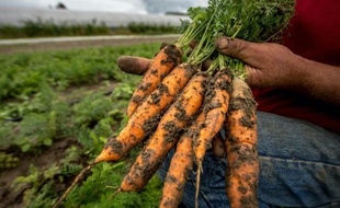Un agriculteur montre des carottes issues de son exploitation bio à Perenchies le 18 août 2015