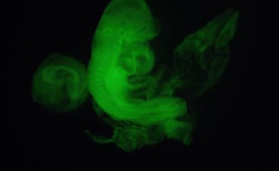 Un embryon de souris injecté avec des cellules souches.