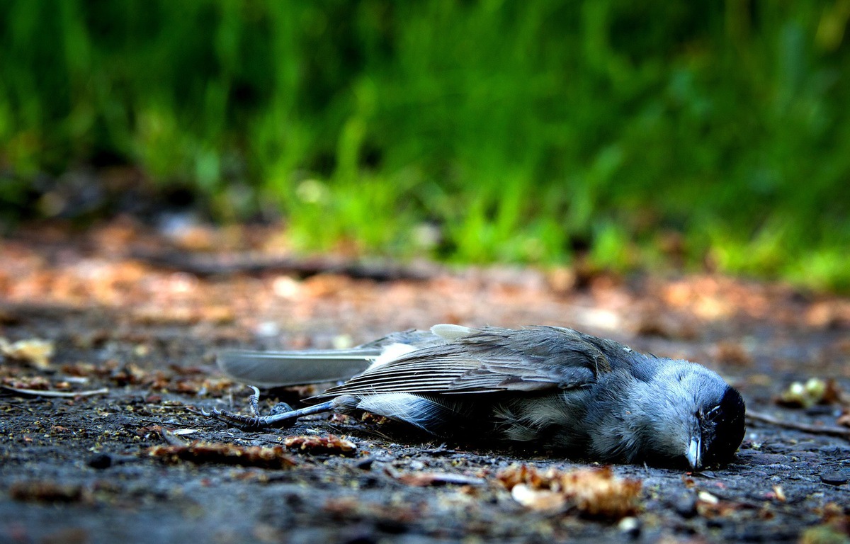 Mexique Des centaines d’oiseaux meurent subitement en pleine rue, la scène filmée par une caméra