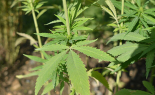 Des plants de cannabis (illustration)