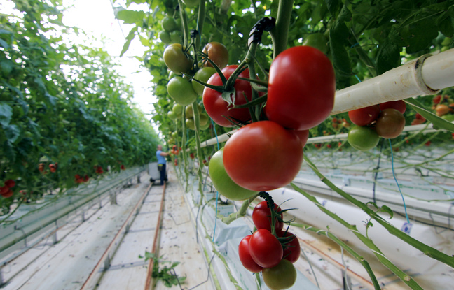 Guerre en Ukraine : Quel prix pour les tomates après la flambée du prix du gaz ?