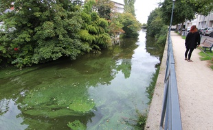 La Vilaine a pris une couleur verte en raison d'une prolifération des cyanobactéries, ici le 26 septembre 2016 à Rennes.