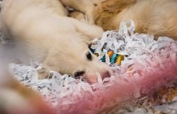 Des animaux ont-ils été vendus sous le manteau au salon du chiot d’Angers ?