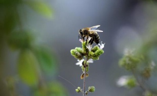 Déjà soupçonnés de tuer les abeilles, les insecticides néonicotinoïdes affectent également les oiseaux