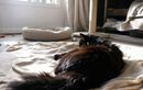 Changement de spot pour dormir : quand faut-il s’inquiéter pour la santé de votre chat ?