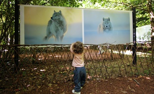 Une petite fille devant les clichés de Vincent Munier exposés au festival photo de La Gacilly.