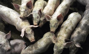 Le siège des abattoirs AIM se trouve à Sainte-Cécile dans la Manche.