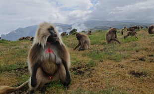Les singes Gélada vivent sur les hauts-plateaux d'Ethiopie