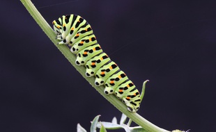 Les populations d'insectes se sont effondrées, notamment en raison de l'utilisation de pesticides.