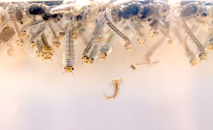 Des larves d'Aedes aegypti, le moustique responsable de la propagation du virus Zika.