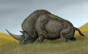 La « licorne de Sibérie » mesurait 4,5 mètres et pesait 4 tonnes.