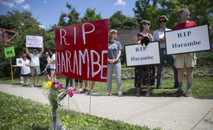 Des militant de la cause animale rendent hommage à Harambe le 30 mai 2016 à Cincinnatti.