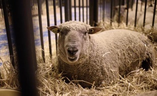 Le Salon de l'agriculture à Paris le 20 février 2015