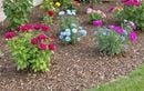 En juillet, ne ratez pas cette astuce de paillage pour garder un jardin luxuriant sans arroser plus