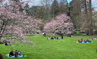 Les cerisiers fleuris du Parc oriental de Maulévrier dimanche 14 mars 2021.