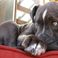 Aux Etats-Unis, un pitbull sauve une famille et son bébé d'un incendie
