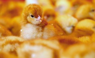 Illustration de poussins d'élevage.