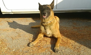 Gibson, le chien gendarme qui a sauvé une femme du suicide dans l'Hérault