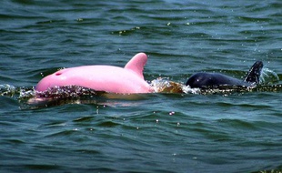 Le dauphin rose de Louisiane, baptisé «Pinky».