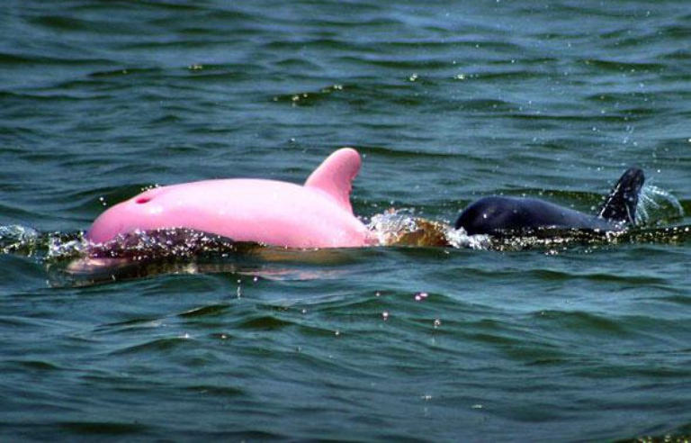 Video Etats Unis Pinky Le Dauphin Rose Fait Son Grand Retour En Louisiane Video Etats Unis Pinky Le Dauphin Rose Fait Son Grand Retour En Louisiane