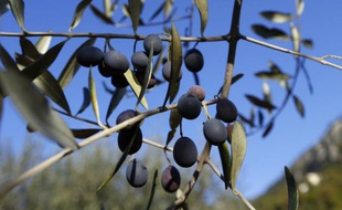 Les olives sont arrivées à maturité plus tôt que prévu (Illustration)