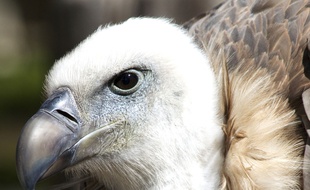 Un des vautours du Rocher des Aigles, qui abrite 500 oiseaux.