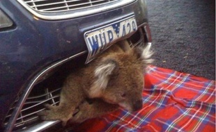 Un Koala incrusté dans le pare-choc d'une voiture