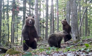 Une famille d'ours en Slovénie.