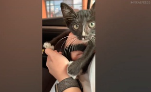 Ils sauvent un chaton de justesse - Le Rewind