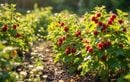 Planter ces framboisiers anciens en août booste biodiversité et saveurs uniques dès l’an prochain