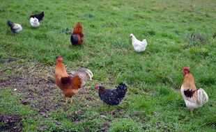 Des poules de différentes races sont à adopter via l'association le 2 décembre prochain, à Pessac.