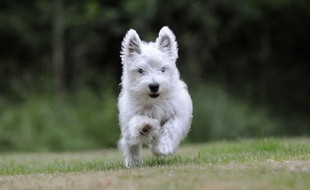 Un chien (illustration).