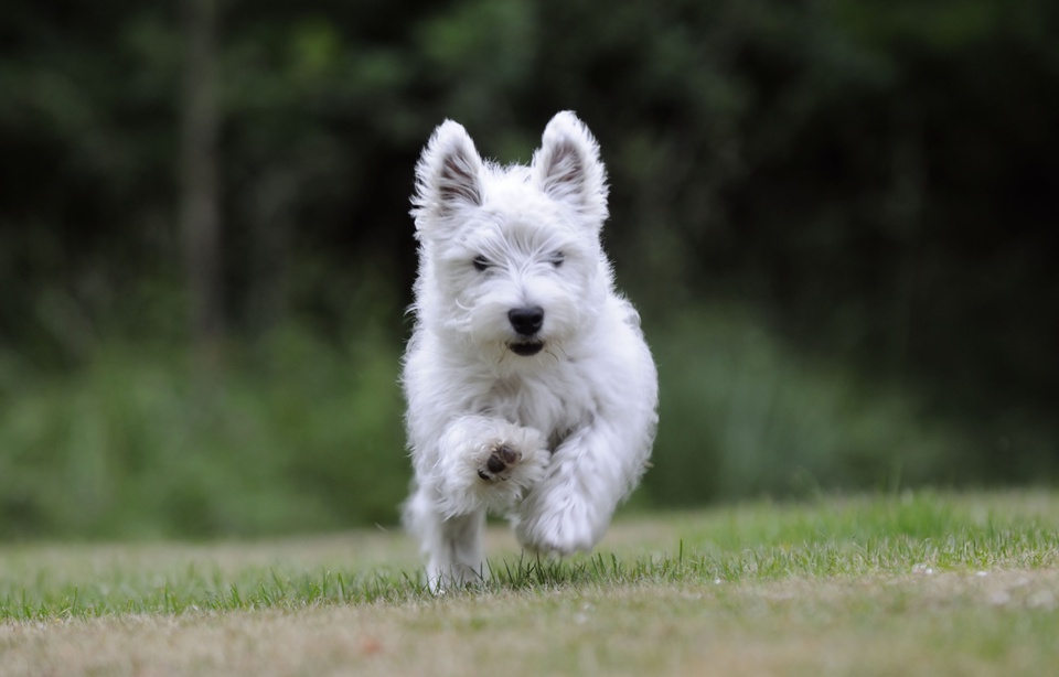 960x614_chien-retrouve-enfoui-sac-milieu