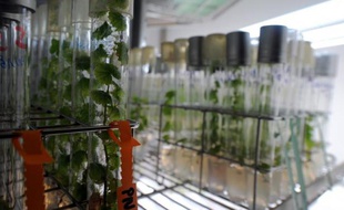 Photo prise le 24 novembre 2010 à Colmar de cultures de pieds de vigne dans des tubes au siège de l'institut national de la recherche agronomique (INRA)
