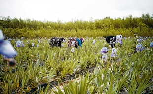 Les champs d'iris de Chanel à Pégomas, près de Cannes, dans les Alpes-Maritimes