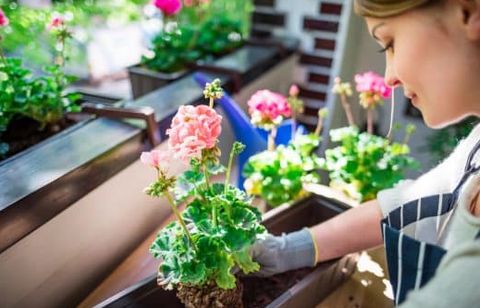 N’achetez plus de pots de fleurs ! Ces objets du quotidien transforment votre jardin en oasis zéro plastique
